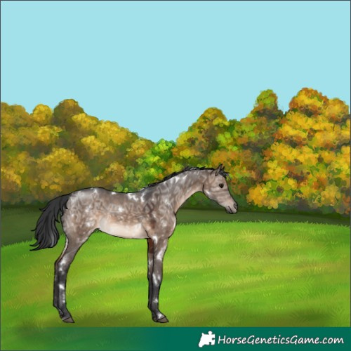 Horse Color:White Spotted Brown Ice Dun 