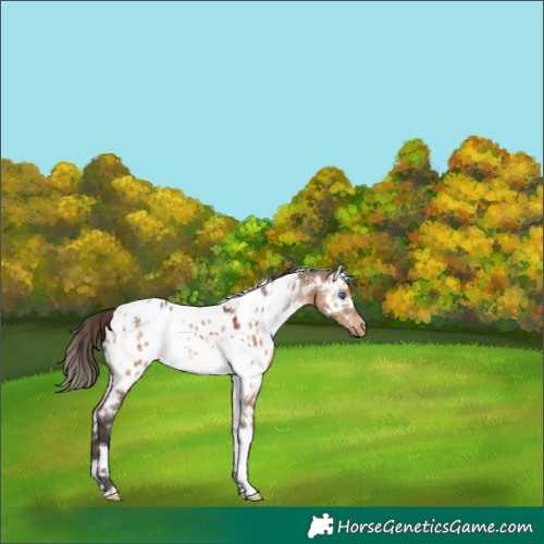 Horse Color:White Spotted Brown Dun Splash Tobiano Appaloosa 