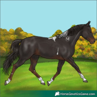 Horse Color:Liver Chestnut Tobiano 