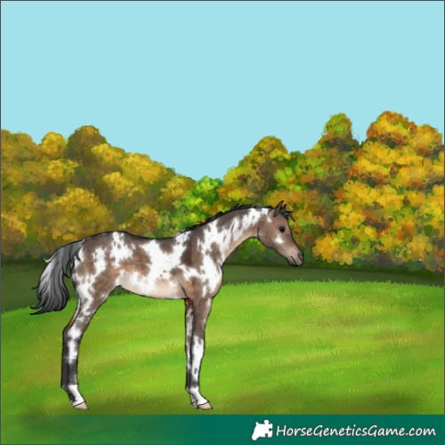 Horse Color:White Spotted Brown Dun 