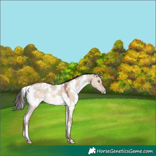 Horse Color:White Spotted Sable Champagne Dun 