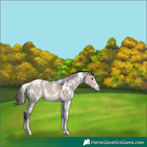 Horse Color:White Spotted Brown Dun Sabino Appaloosa 