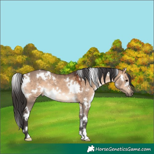 Horse Color:White Spotted Brown Dun 