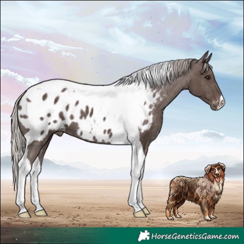 Horse Color:Silver Black Tobiano Appaloosa 