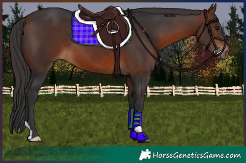 Horse Color:Brown 