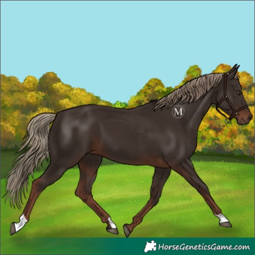 Horse Color:Liver Chestnut 