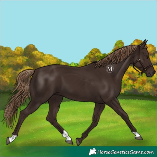 Horse Color:Liver Chestnut 