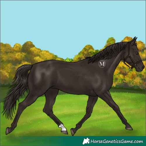 Horse Color:Liver Chestnut 