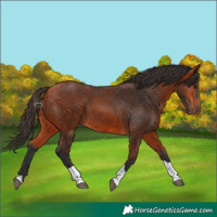 Horse Color:Bay Tobiano 