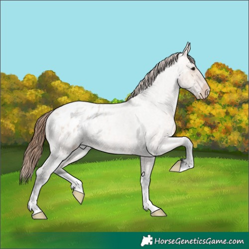 Horse Color:Bay Ice Roan Dun Appaloosa 