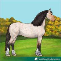 Horse Color:Bay Roan Dun 