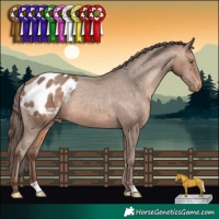 Horse Color:Sable Champagne Appaloosa