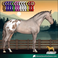Horse Color:Sable Champagne Appaloosa 