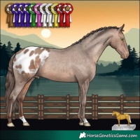Horse Color:Sable Champagne Appaloosa