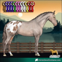 Horse Color:Sable Champagne Appaloosa 