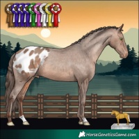 Horse Color:Sable Champagne Appaloosa 