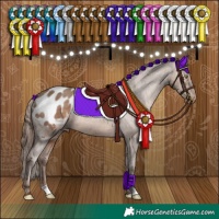 Horse Color:Sable Champagne Appaloosa 