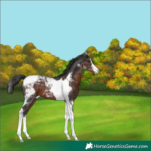 Horse Color:White Spotted Liver Chestnut Tobiano 