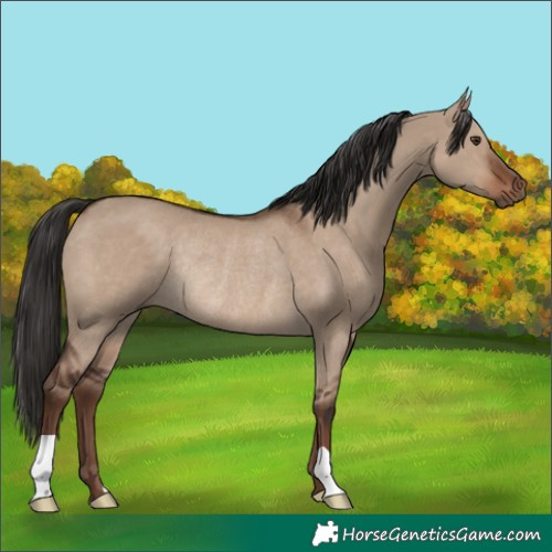 Horse Color:Liver Red Dun Rabicano 