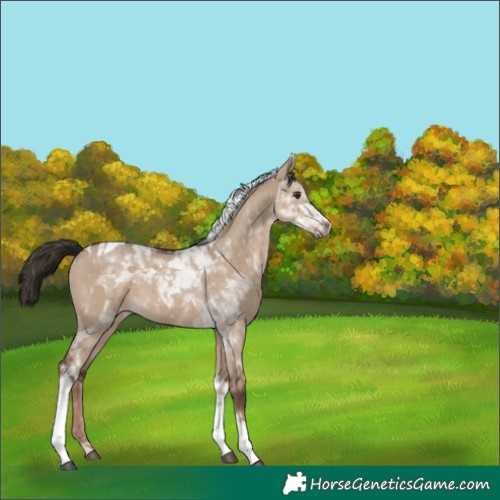 Horse Color:Liver Red Dun Tobiano Rabicano 