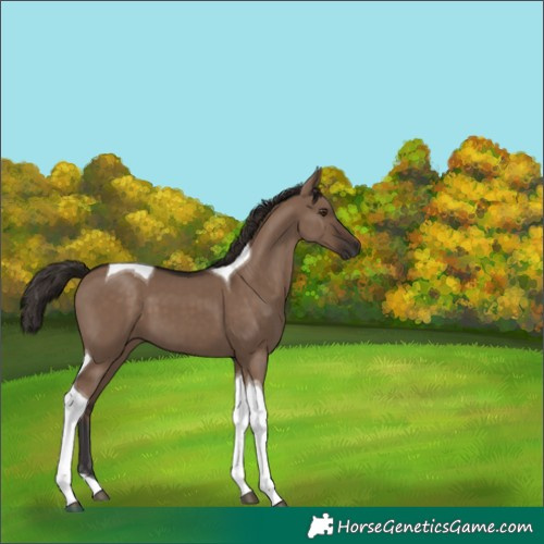 Horse Color:Liver Red Dun Tobiano 