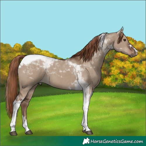 Horse Color:Liver Red Dun Tobiano 