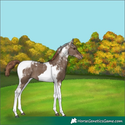 Horse Color:Liver Red Dun Tobiano 