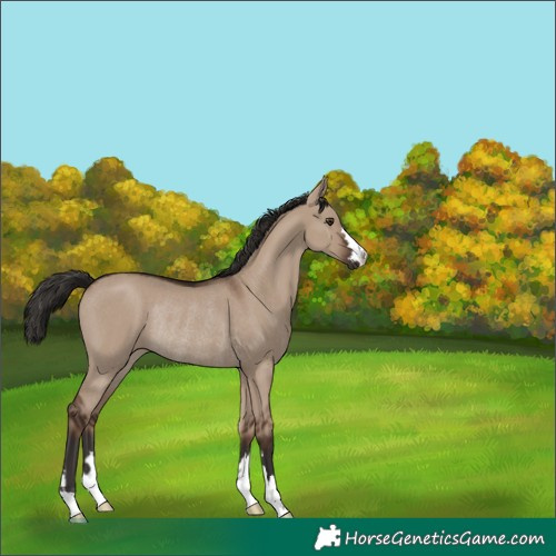 Horse Color:Liver Red Dun Rabicano 