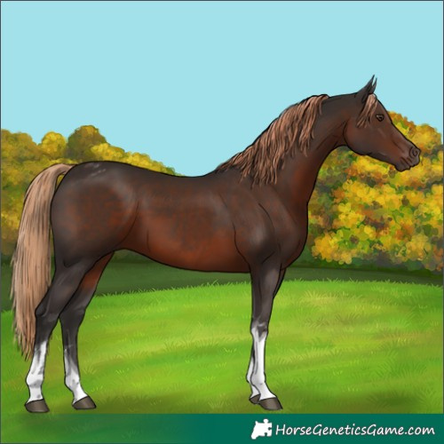Horse Color:Liver Chestnut Tobiano 
