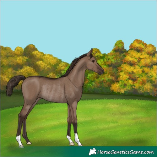 Horse Color:Liver Red Dun Rabicano 
