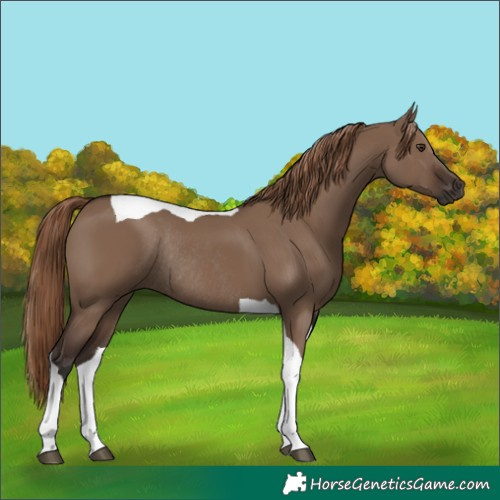 Horse Color:Liver Red Dun Tobiano Rabicano 