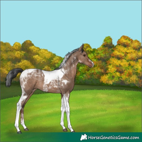Horse Color:Liver Red Dun Tobiano Rabicano 