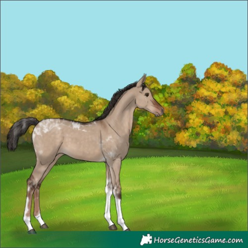 Horse Color:Liver Red Dun Tobiano Rabicano 