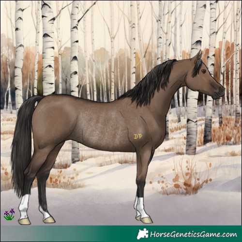 Horse Color:Liver Red Dun Rabicano 