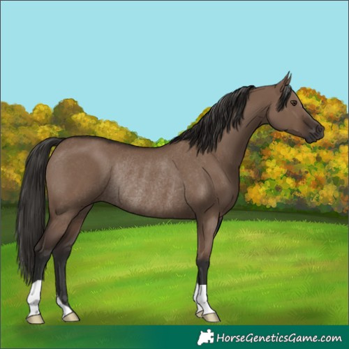 Horse Color:Liver Red Dun Rabicano 