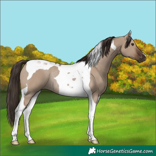 Horse Color:Liver Red Dun Tobiano Rabicano 