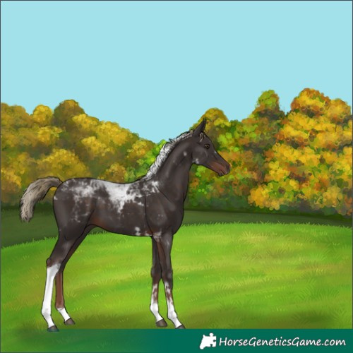 Horse Color:Liver Chestnut Tobiano 