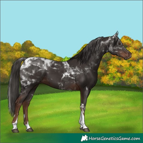 Horse Color:Liver Chestnut Tobiano 