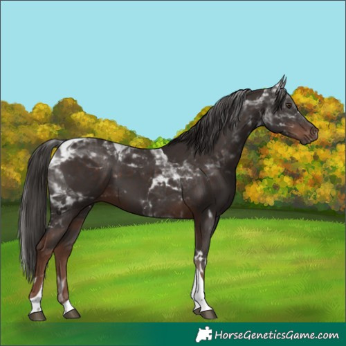 Horse Color:Liver Chestnut Tobiano 