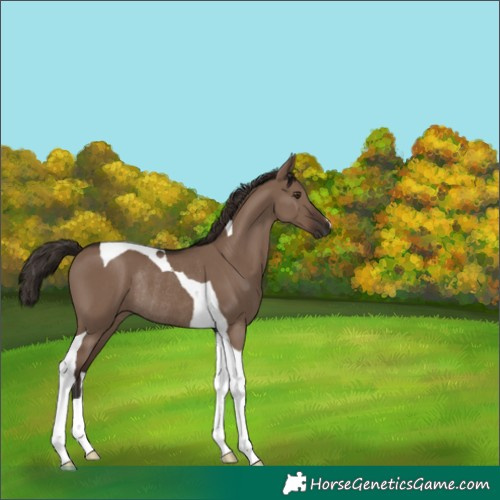 Horse Color:Liver Red Dun Tobiano Rabicano 