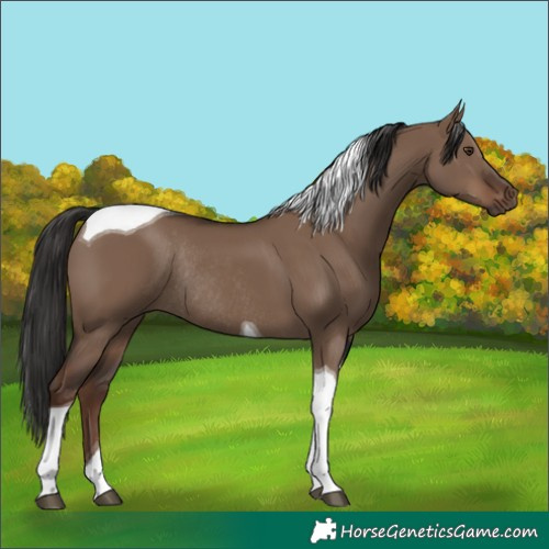 Horse Color:Liver Red Dun Tobiano Rabicano 