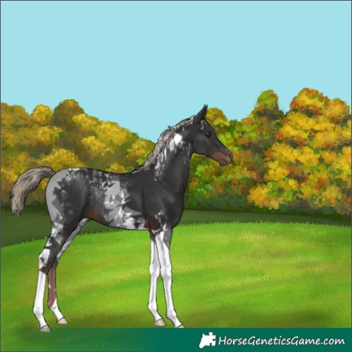 Horse Color:Liver Chestnut Tobiano 