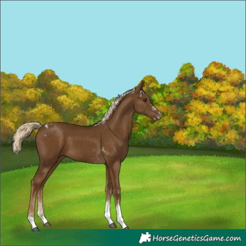Horse Color:Chocolate Palomino Tobiano 