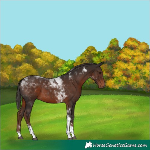 Horse Color:Liver Chestnut Tobiano 