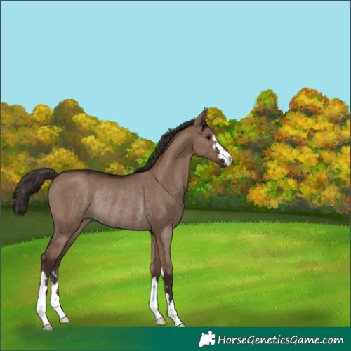 Horse Color:Liver Red Dun Rabicano 