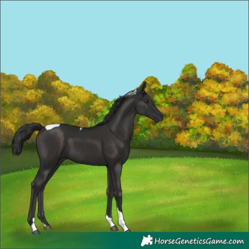 Horse Color:Liver Chestnut Tobiano 