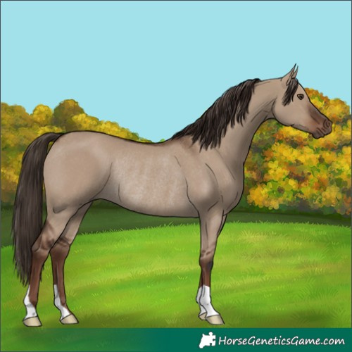 Horse Color:Liver Red Dun Rabicano 