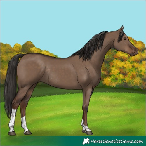 Horse Color:Liver Red Dun Tobiano Rabicano 