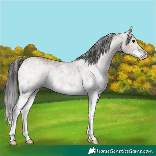 Horse Color:White Spotted Liver Red Dun Rabicano 