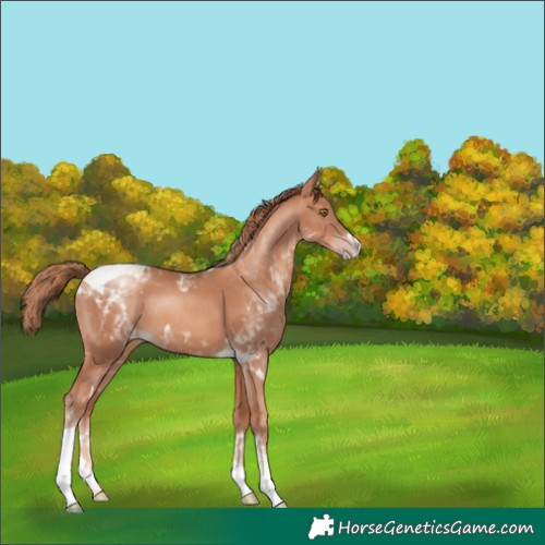 Horse Color:Gold Champagne Tobiano 